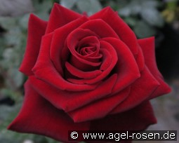 Black Magic kaufen, clicken für mehr Details Black Magic