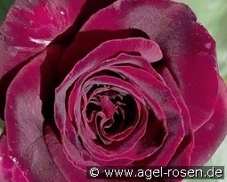 Black Parfumella - Duftrose der Provence kaufen, clicken für mehr Details Black Parfumella - Duftrose der Provence