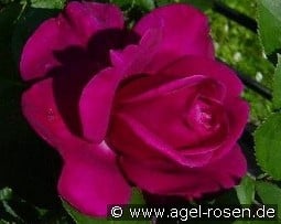 Blackberry Nip kaufen, clicken für mehr Details Blackberry Nip