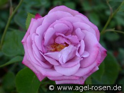 Blue River kaufen, clicken für mehr Details Blue River