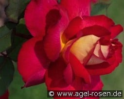 Bolshoi syn. Bolchoi kaufen, clicken für mehr Details Bolshoi syn. Bolchoi