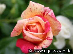 Brocéliande kaufen, clicken für mehr Details Brocéliande