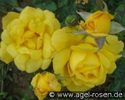 Bruocsella kaufen, clicken für mehr Details Bruocsella