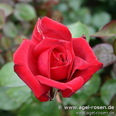 Rose ‘Burgund 81‘ (Halbstamm (~65cm) im 8l Topf (Präsentrose))