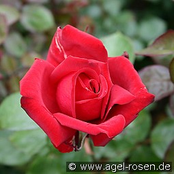 Burgund 81 kaufen, clicken für mehr Details Burgund 81