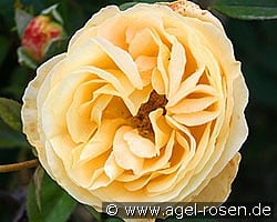 Candlelight kaufen, clicken für mehr Details Candlelight