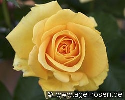 Cappuccino kaufen, clicken für mehr Details Cappuccino