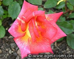 Caribia kaufen, clicken für mehr Details Caribia