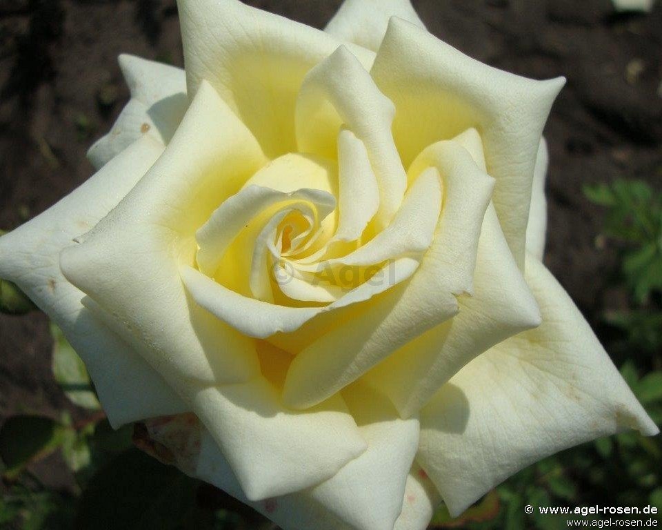 Rose ‘Caroline de Monaco‘ (wurzelnackte Rose)