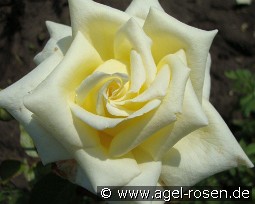 Caroline de Monaco kaufen, clicken für mehr Details Caroline de Monaco