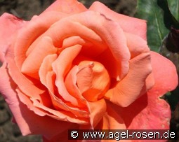 Catherine Deneuve kaufen, clicken für mehr Details Catherine Deneuve