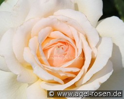 Chandos Beauty syn. Sweet Love kaufen, clicken für mehr Details Chandos Beauty syn. Sweet Love