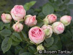 Charming Piano kaufen, clicken für mehr Details Charming Piano