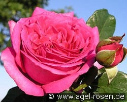 Chartreuse de Parme kaufen, clicken für mehr Details Chartreuse de Parme