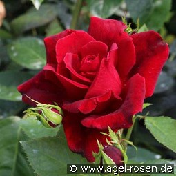 Chateau d'Amboise kaufen, clicken für mehr Details Chateau d'Amboise