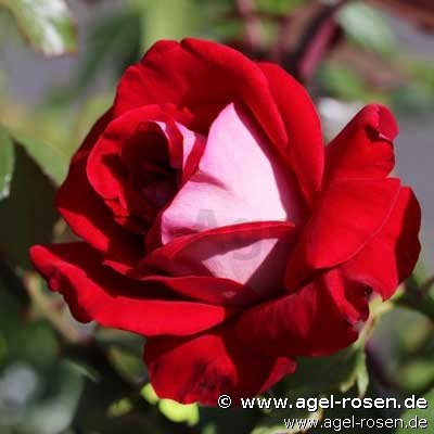 Rose ‘Château de Versailles ® - Guy Laroche‘ (2-Liter Biotopf)