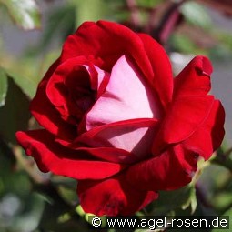 Château de Versailles ® - Guy Laroche kaufen, clicken für mehr Details Château de Versailles ® - Guy Laroche