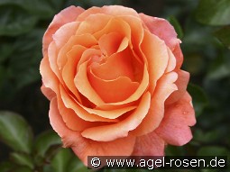 Cherry Brandy kaufen, clicken für mehr Details Cherry Brandy