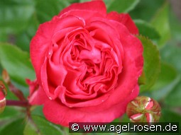 Cherry Lady kaufen, clicken für mehr Details Cherry Lady