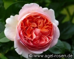 Chippendale kaufen, clicken für mehr Details Chippendale