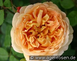 Chippendale Gold kaufen, clicken für mehr Details Chippendale Gold