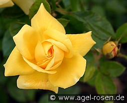 Christel von der Post kaufen, clicken für mehr Details Christel von der Post