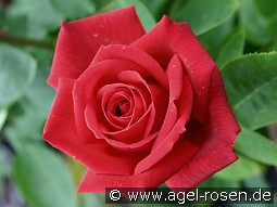 Chryslers Imperial kaufen, clicken für mehr Details Chryslers Imperial