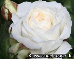 Claus Dalby kaufen, clicken für mehr Details Claus Dalby