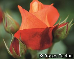 Coffee Break kaufen, clicken für mehr Details Coffee Break