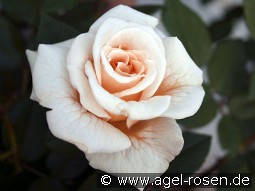 Comtessa kaufen, clicken für mehr Details Comtessa