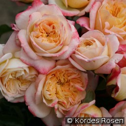 Concorde kaufen, clicken für mehr Details Concorde