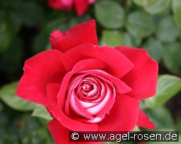 Copacabana kaufen, clicken für mehr Details Copacabana