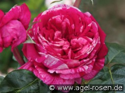 Crazy Fashion kaufen, clicken für mehr Details Crazy Fashion