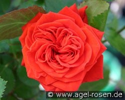 Crimson Flower Circus kaufen, clicken für mehr Details Crimson Flower Circus