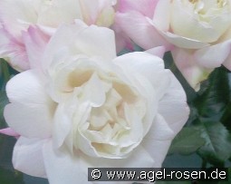 Crown Princess Mary kaufen, clicken für mehr Details Crown Princess Mary