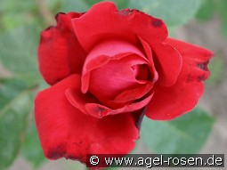 Dame de Coeur kaufen, clicken für mehr Details Dame de Coeur