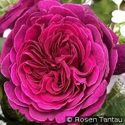 Deep Secret kaufen, clicken für mehr Details Deep Secret