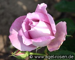 Delphin kaufen, clicken für mehr Details Delphin