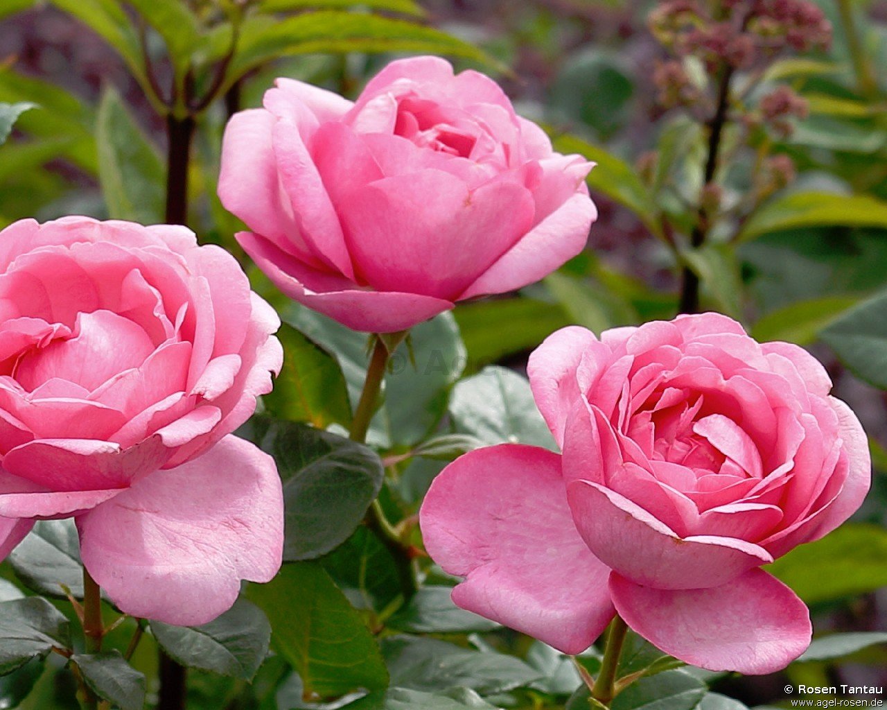 ADR-Rose ‘Desirée‘ (wurzelnackte Rose)