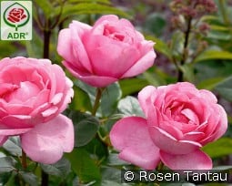 Desirée kaufen, clicken für mehr Details Desirée