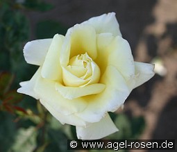 Dezent kaufen, clicken für mehr Details Dezent