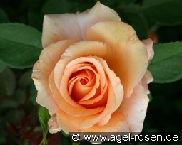 Diamond Jubilee kaufen, clicken für mehr Details Diamond Jubilee