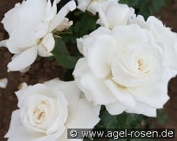 Die Rose Ihrer Majestät kaufen, clicken für mehr Details Die Rose Ihrer Majestät