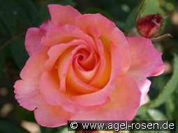 Die Welt kaufen, clicken für mehr Details Die Welt