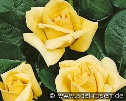 Diva kaufen, clicken für mehr Details Diva