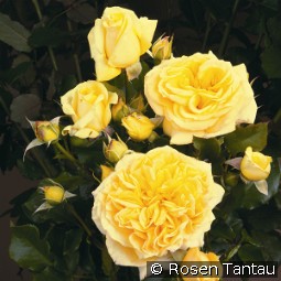 Divina 2014 kaufen, clicken für mehr Details Divina 2014