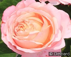 Domaine de Chantilly kaufen, clicken für mehr Details Domaine de Chantilly