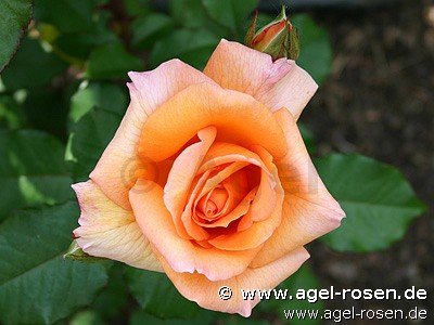 Rose ‘Doris Tysterman‘ (3-Liter Topf)