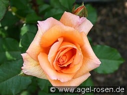 Doris Tysterman kaufen, clicken für mehr Details Doris Tysterman