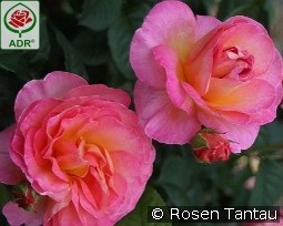 Dornburger Schlossrose kaufen, clicken für mehr Details Dornburger Schlossrose